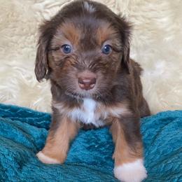 Pringles - female Australian Mountain Doodle puppy in Port Orchard, Washington from Yukon Harbor Doodles