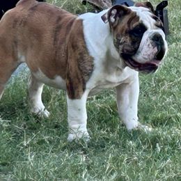 Bugsy - Red brindle and white male Bulldog puppy in Ranger, Texas from Select Bulldogs