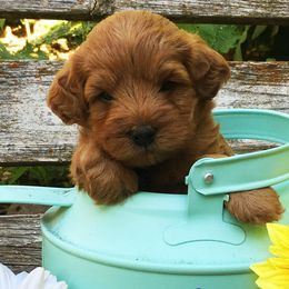 Goldendoodle Puppies from Abidoodles