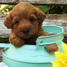 Goldendoodle Puppies from Abidoodles