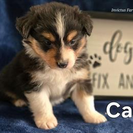 Cassandra - Black tri-color female Australian Shepherd puppy in Smithfield, Utah from Invictus Farms