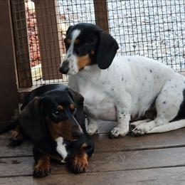 M - Dachshund