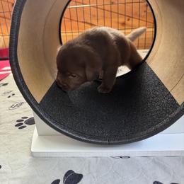 Labrador Retriever Puppies from Enchanted Garden Labradors