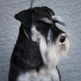 Demi - Miniature Schnauzer