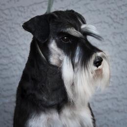 Demi - Miniature Schnauzer