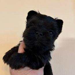 Female 2 - Black and tan female Yorkshire Terrier puppy in Lafayette, Georgia from Berggipfel Yorkies