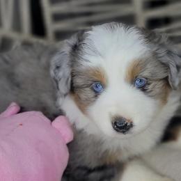 Blue - Blue merle female Miniature Australian Shepherd puppy in Lincoln, California from Elegant Aussies