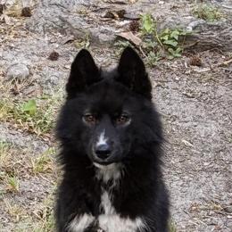 Elijah - Siberian Husky