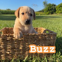 Buzz - Yellow male Labrador Retriever puppy in Lucasville, Ohio from Backwoods Labradors