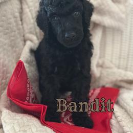 Bandit - Black male Poodle puppy in Dayton, Texas from Wolfe Island Poodles