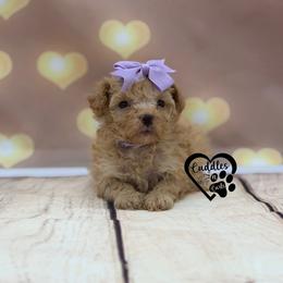Dixie - Apricot female Poodle puppy in Nashville, Arkansas from Cuddles n Curls
