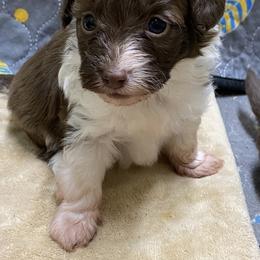 Puppy 2 - Brown and white female Aussiedoodle puppy in Spring Hill, Tennessee from Duke's Mini & Toy Australian Shepherds & Aussiedoodles