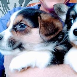 Pembroke Welsh Corgi Puppies from Custom King Corgi