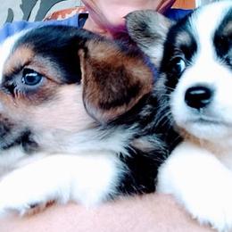Pembroke Welsh Corgi Puppies from Custom King Corgi