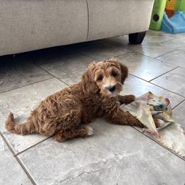 Ginger Ale - Red  female Goldendoodle puppy in Sugarcreek, Ohio from True Hearted Doodles