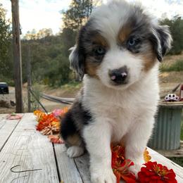 Mint Chip - Blue merle male Miniature Australian Shepherd puppy in Sonora, California from Quarle Ranch Mini Aussies