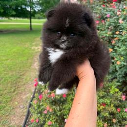 SCAR - Black male Pomeranian puppy in Willis, Texas from Treasured Jewels Pomeranians