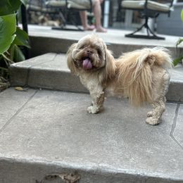 CJ - Shih Tzu
