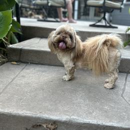 CJ - Shih Tzu
