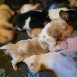 Sneezy - Red and white male Basset Hound puppy in Valley, Washington from Enchanted Valley Paws