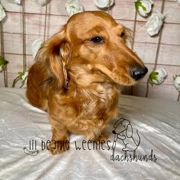 Dachshund All Grown Up from Lil Beanie Weenies Dachshunds