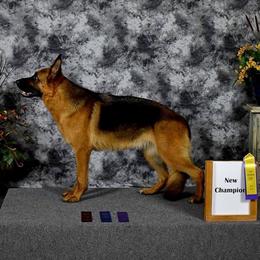 Realm - German Shepherd