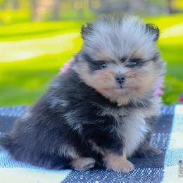 Henri - Blue merle male Pomeranian puppy in Bremen, Indiana from AMS Pomeranians and Pomskies in Indiana