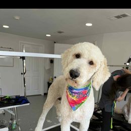 Cooper - Goldendoodle