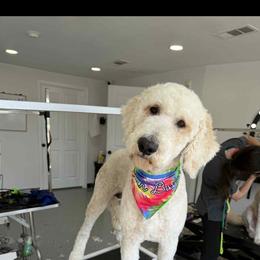 Cooper - Goldendoodle