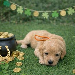 Mac - Cream male Goldendoodle puppy in Houston, Texas from Were The Mack'Doodles