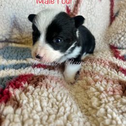 Male Four - Black and white American Corgi puppy in Gentry, Arkansas from K Heart Ranchita