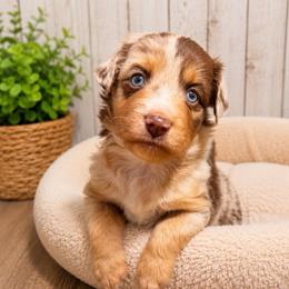 Kit Kat - Red merle female Miniature Australian Shepherd puppy in Buchanan, Georgia from Stanleyville Farm Mini Aussies