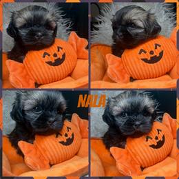 Nala - Brindle female Shih Tzu puppy in Coolidge, Arizona from Shih Tzu’s  ‘N’ Love