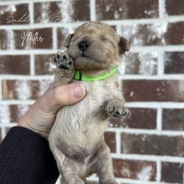Miller - Cream male Goldendoodle puppy in Rienzi, Mississippi from Saddle Hill Farms