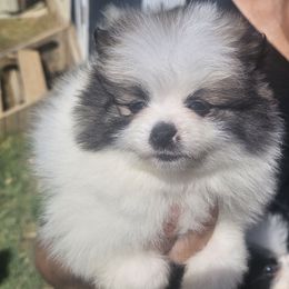 Happy - Red parti male Pomeranian puppy in Laredo, Texas from SASH Poms