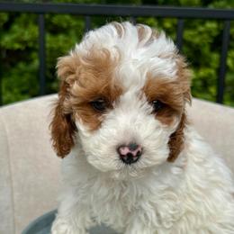 Mater - Blenheim male Cavapoo puppy in Mona, Utah from Hearts Full of Puppies