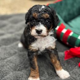 Sneak - Phantom male Goldendoodle puppy in Wharton, Texas from Little Fur Friends