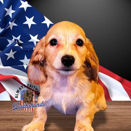 AFDs Aspen - Cream Dachshund puppy in Waverly, Ohio from Always Faithful Dachshunds