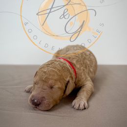 Sierra (red collar) - Apricot female Goldendoodle puppy in Murrieta, California from Apricot Poodles & Goldendoodles, LLC