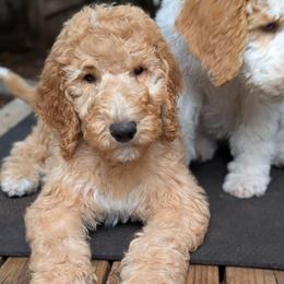 Blue Collar - Apricot male Goldendoodle puppy in Olympia, Washington from Sinclairdoodles