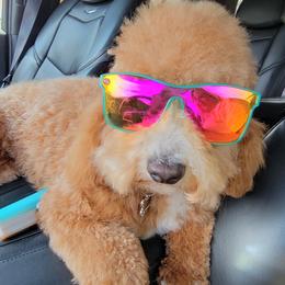 Jolee - Goldendoodle