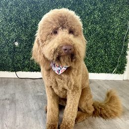 Falcon - Goldendoodle