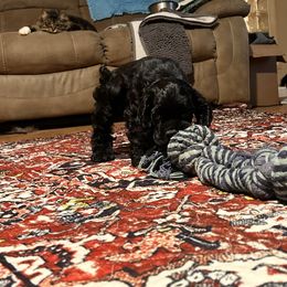 Pumpkin Girl - Black female Cocker Spaniel puppy in Kingman, Arizona from Amore’s Cockers