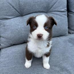 Lottie - Red & white female Miniature Australian Shepherd puppy in Marion, Michigan from Highland Hills Mini Aussies