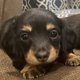 Girl 1 - female Dachshund puppy in Lafayette, Indiana from Tippecanoe Mini Dachshund