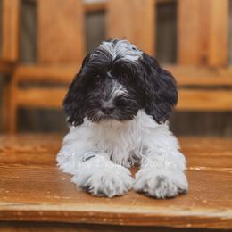 Cassini - Black and white female Aussiedoodle puppy in Centreville, Mississippi from Trin's Designer Doodles