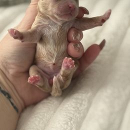 Girl 2 - Apricot female Maltipoo puppy in Fredericktown, Missouri from Doodle Pups Fur-Ever