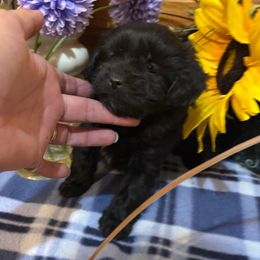 Sally - Black and white female Shihpoo puppy in Grant County, Indiana from On The Sunny Side Pavey Farms