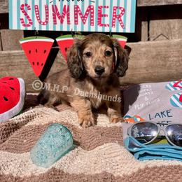 Dachshund Puppies from M.H.P Dachshunds