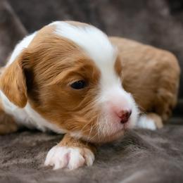 Pink Girl - Red  female Goldendoodle puppy in Lafayette, Alabama from Sweethaven Kennels